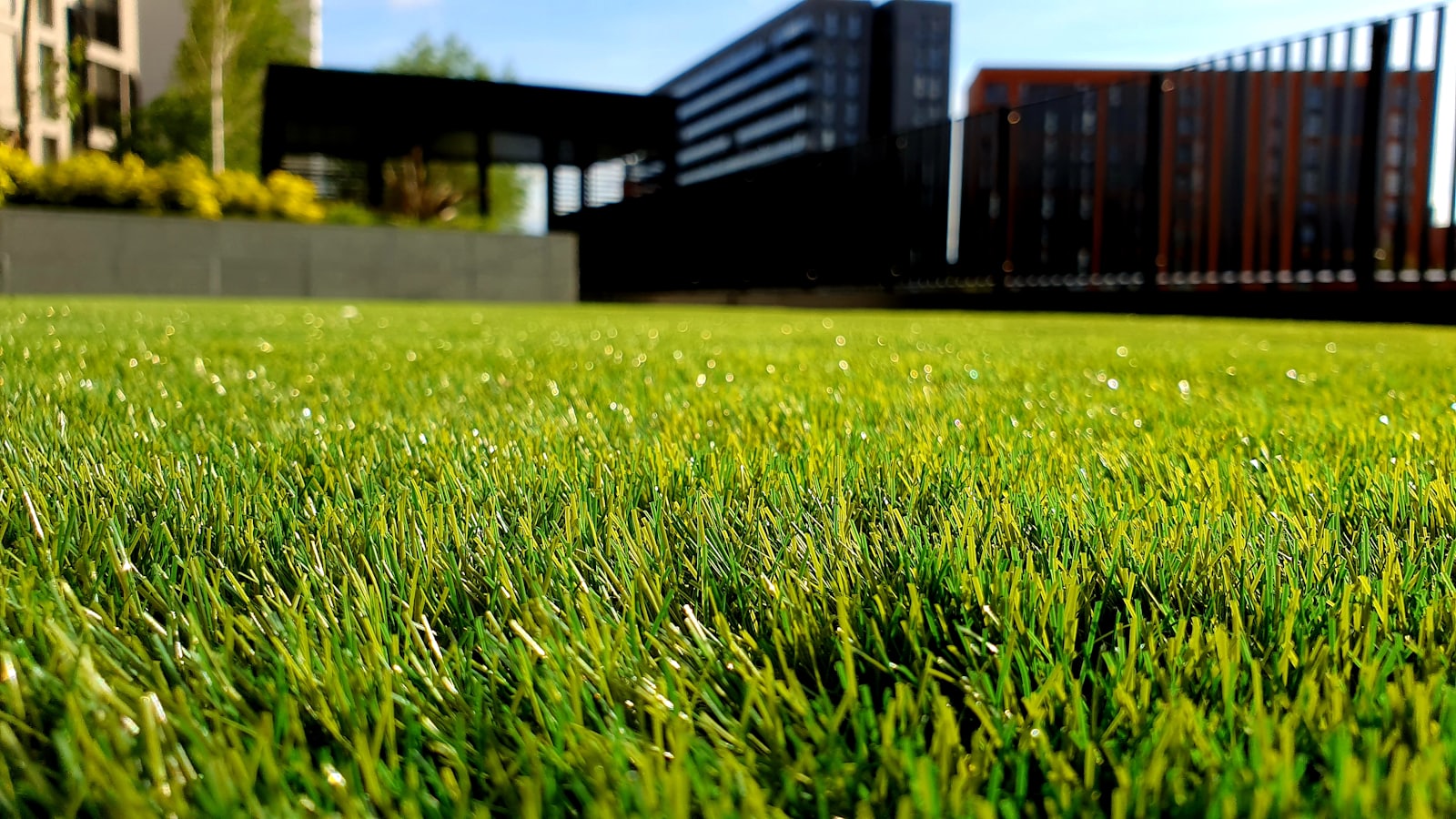 Freshly mowed, healthy green lawn outside a modern Tampa home